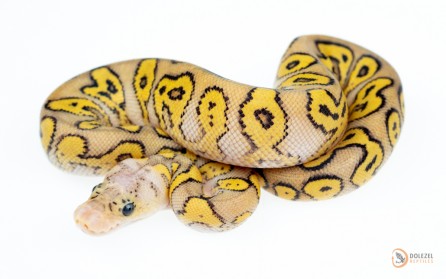 Red Stripe Yellow Belly GHI Pastel (Spotnose) Clown