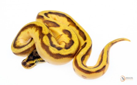 Pastel Super Enchi Genetic Stripe