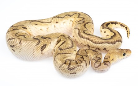 Pastel Mojave Clown