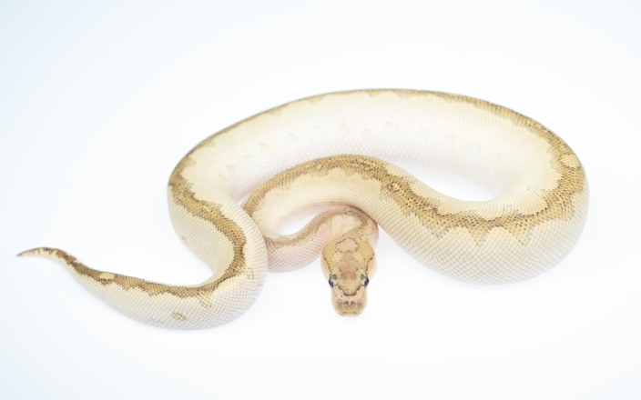 axanthic killer clown ball python