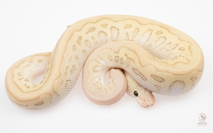 axanthic killer clown ball python